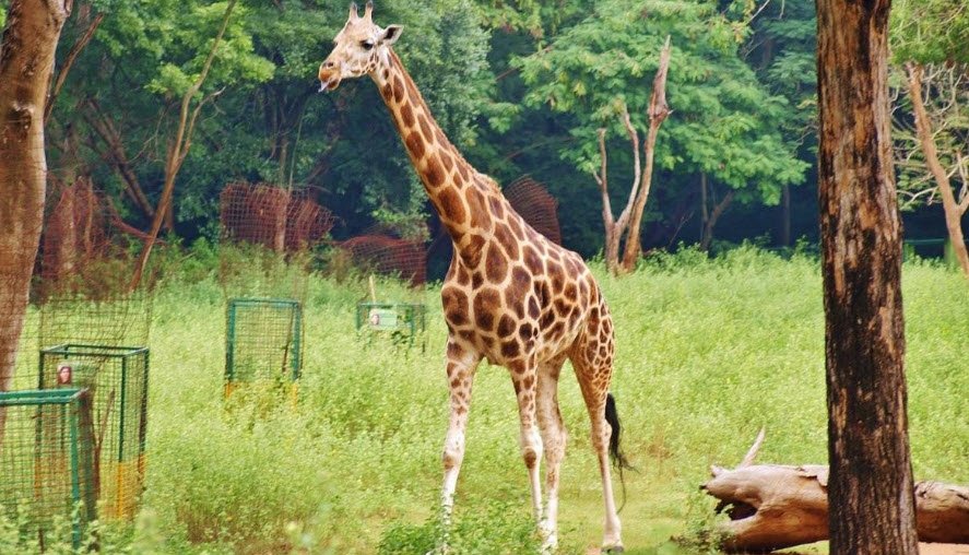 Vandalur Zoo